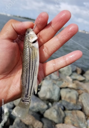 Holding a minnow on the fishing hook for bait