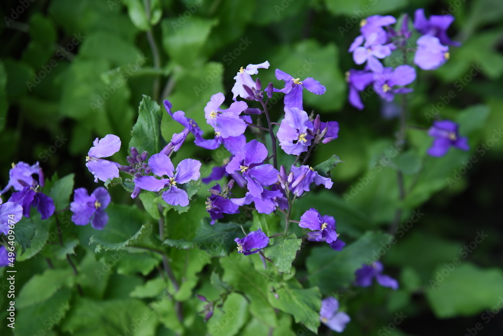Chinese violet cress flowers. Brassicaceae annual plants. Purple four-petaled flowers bloom from March to May. 