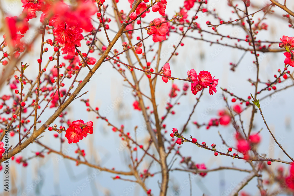 The red dense flowers on the branches are in full bloom in aquatic forest park The red dense flowers on the branches are in full bloom in aquatic forest park