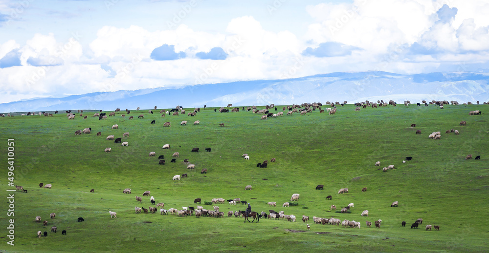 Nature's green paradise pasture Nature's green paradise pasture