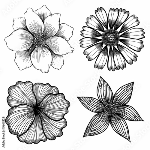 drawing and line flower, art botanical, black and white flower
