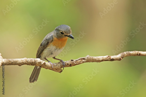 The female Tickell's Blue Flycatcher on a branch