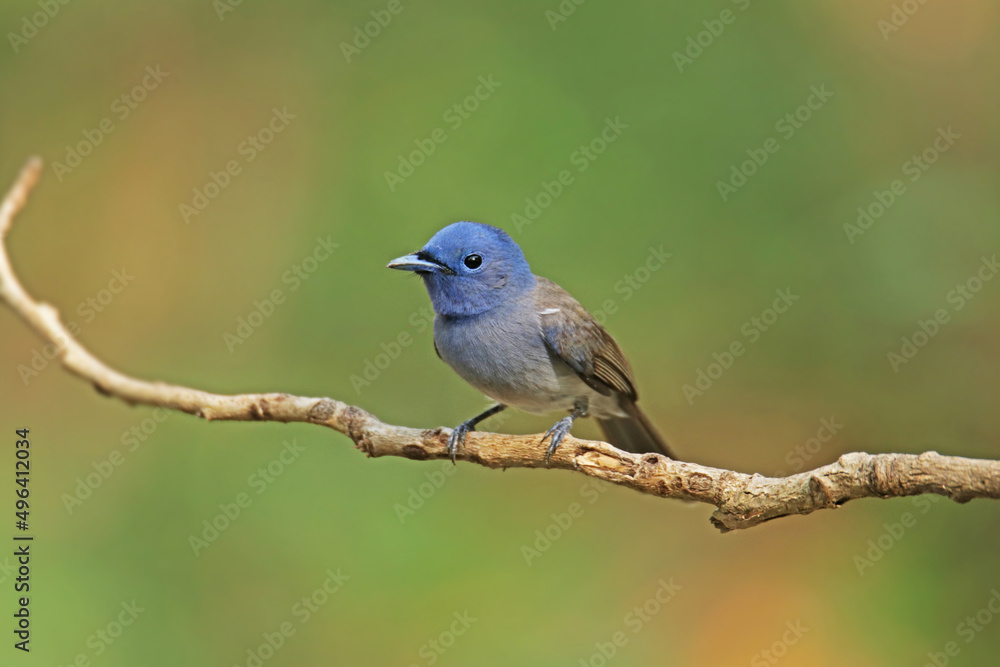 The Female Black-naped Monarch on a branch