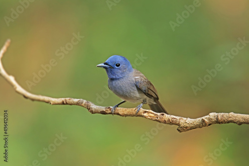The Female Black-naped Monarch on a branch © Sarin
