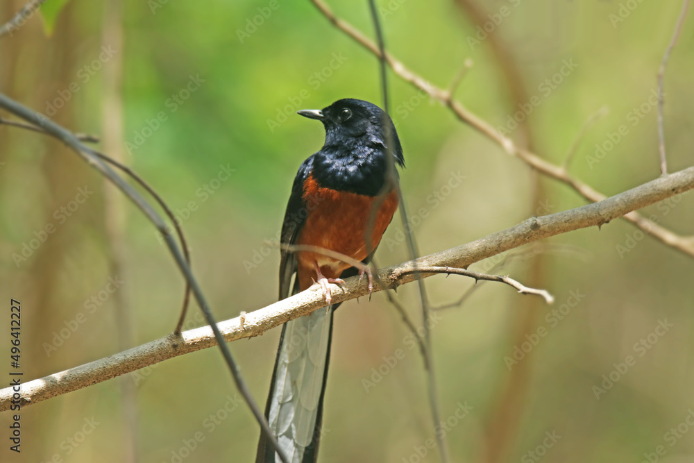 White-rumped shama on a branch White-rumped shama on a branch