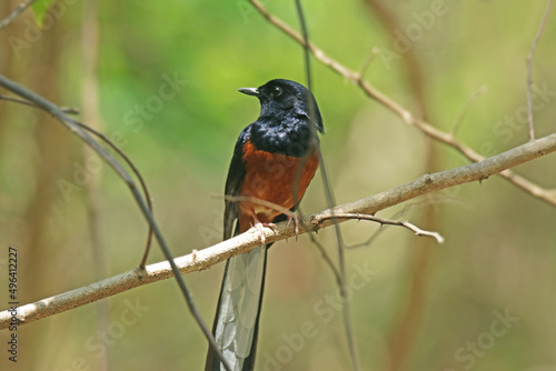 White-rumped shama on a branch