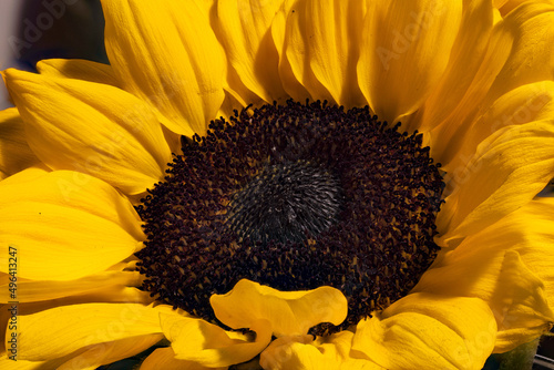 sunflower macro 2