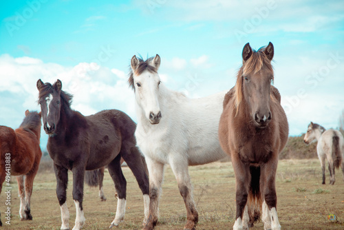 Paisaje y Caballo