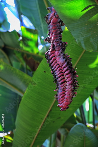 Closeup of Heliconia plant in tropical rainforest © Vedrana