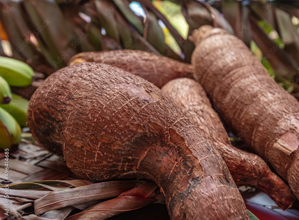 Manioc Manioc