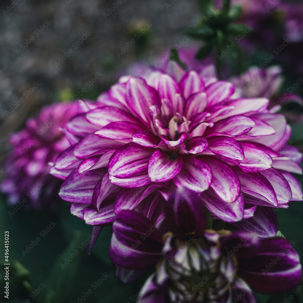 Dahlia flower Dahlia flower