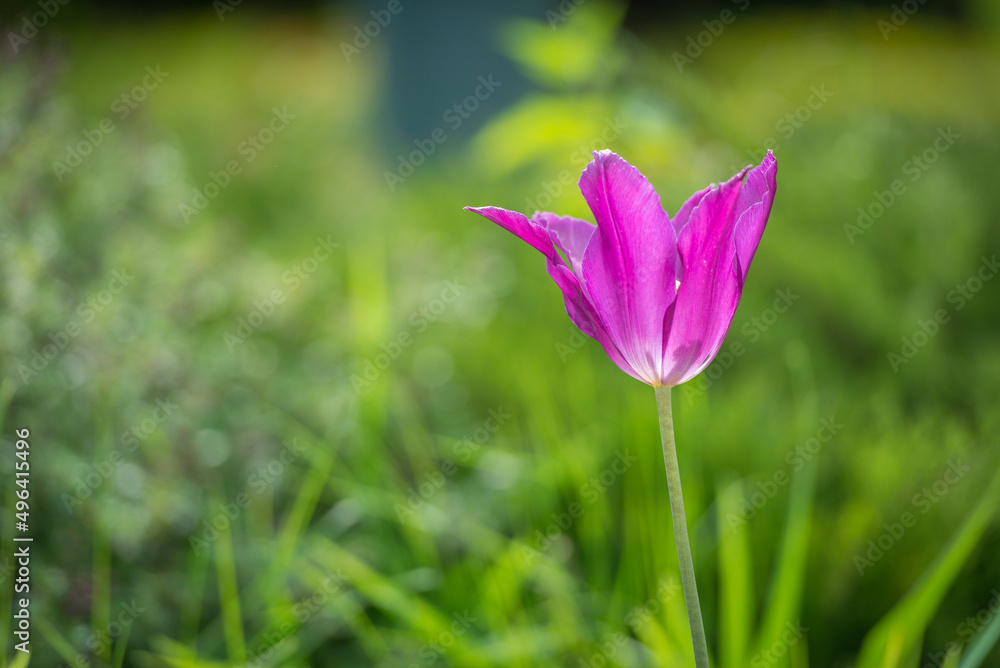 A closeup image of an isolated violet tulip flower A closeup image of an isolated violet tulip flower