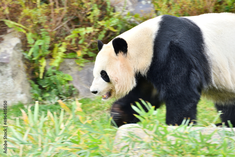 Obraz premium 日本にいるパンダ