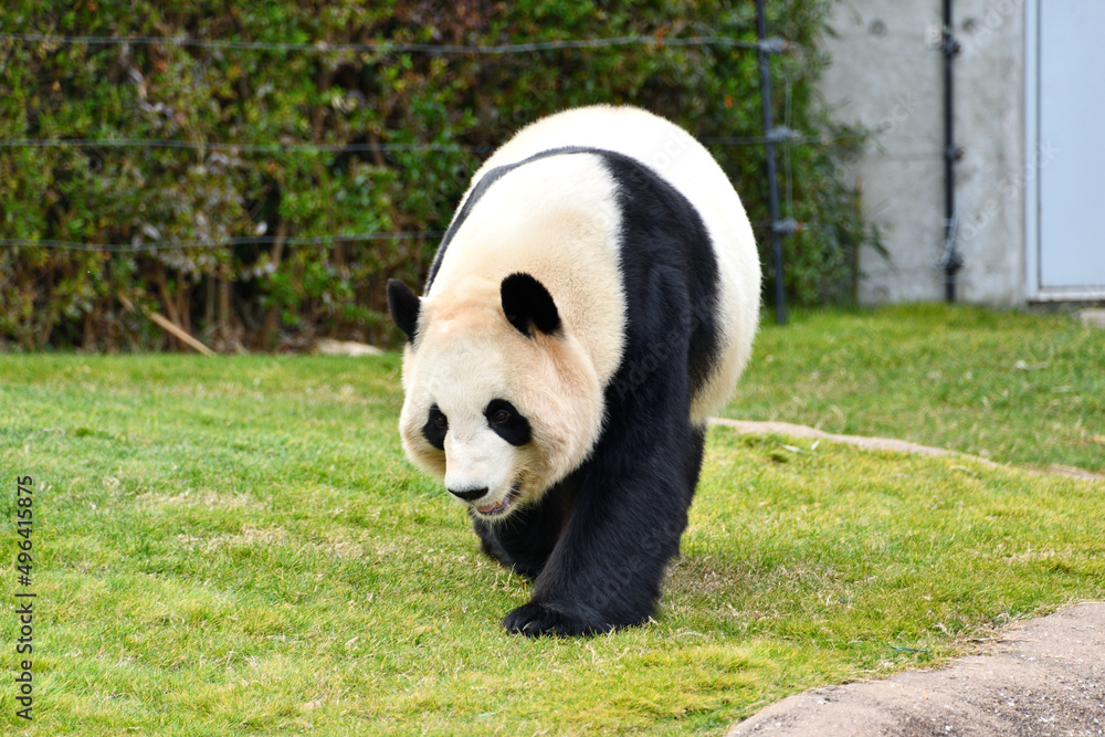 Fototapeta premium 日本にいるパンダ