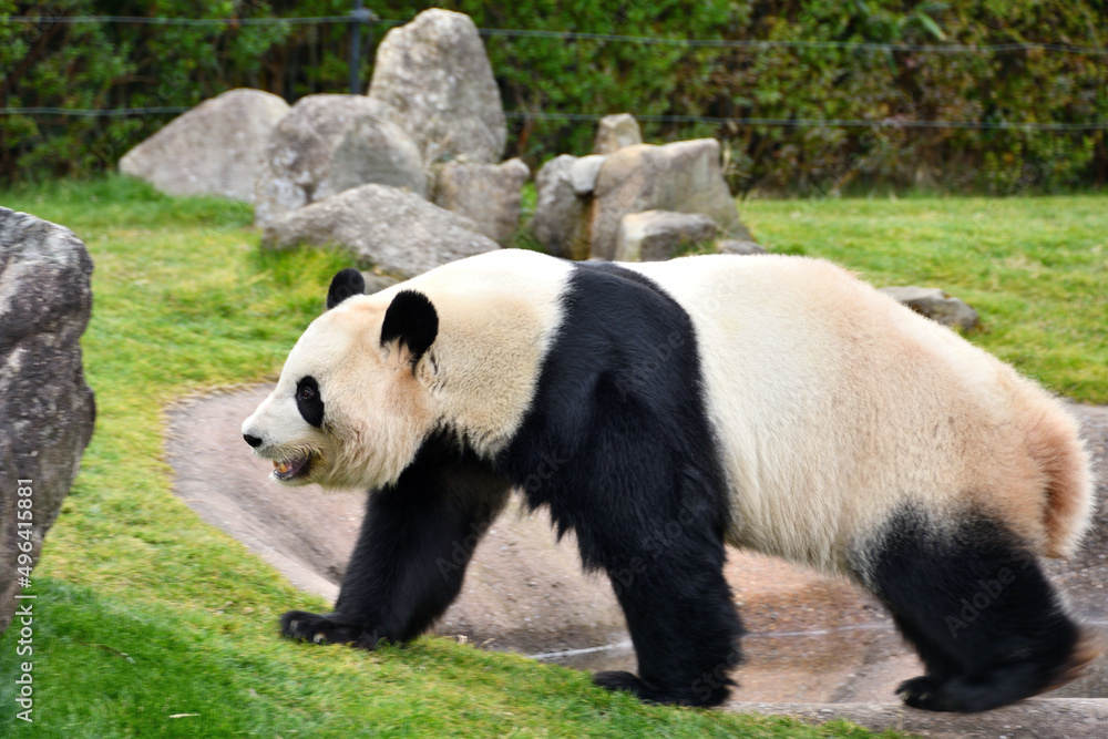 Fototapeta premium 日本にいるパンダ