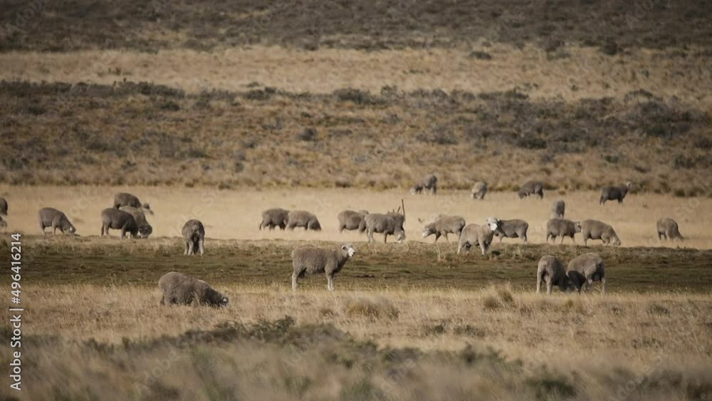 Rural life. Herd of sheep grazing in the yellow pasture. Rural life. Herd of sheep grazing in the yellow pasture.