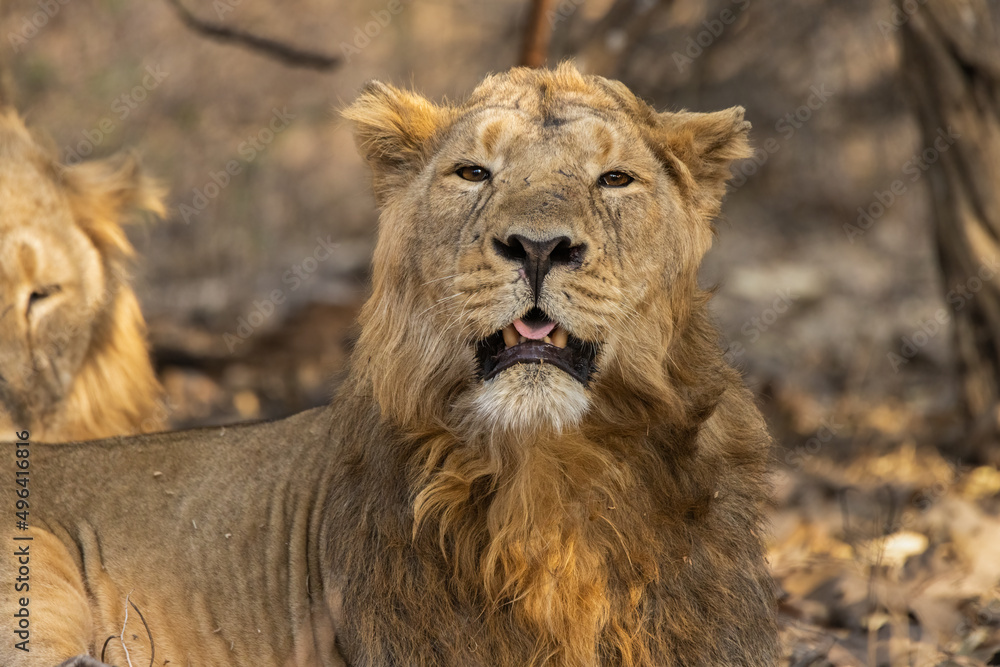 Asiatic lion Male 