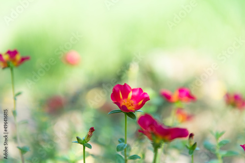 Flower red or scarlet color in garden © NongEngEng
