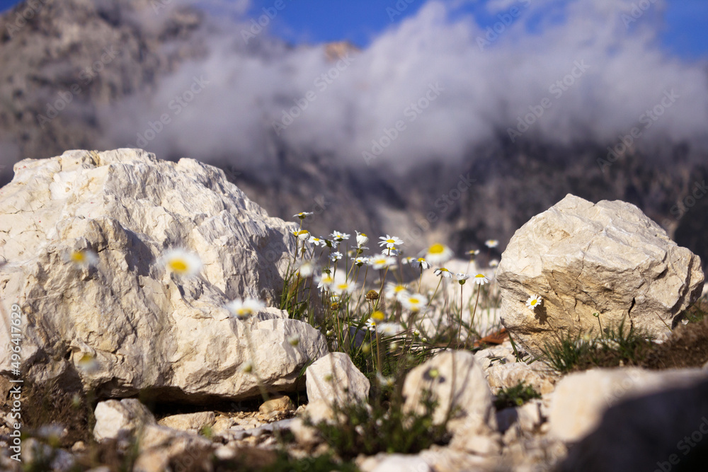Mountain white chamomile flowers grow among the rocks, against the backdrop of mountains with clouds. Beautiful landscape of Logara Pass, Albania. Mountain white chamomile flowers grow among the rocks, against the backdrop of mountains with clouds. Beautiful landscape of Logara Pass, Albania.