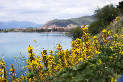 Asphodeline lutea - yellow flowering plant against the backdrop of the mountains and Lake Ohrid. Beautiful nature of northern Macedonia