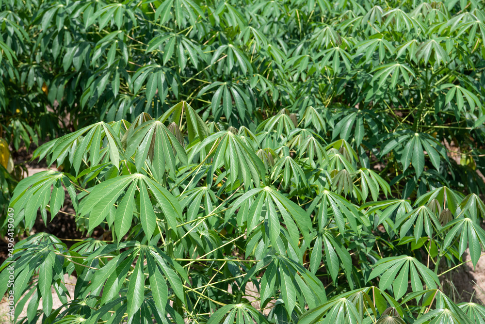 Nature of sweet potatoes plantation, yam farming Nature of sweet potatoes plantation, yam farming