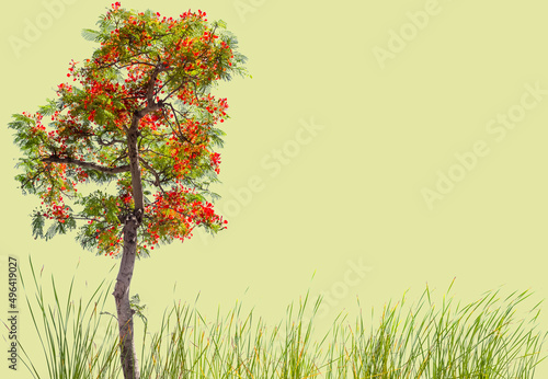 Arbre flamboyant et herbes sur fond nat