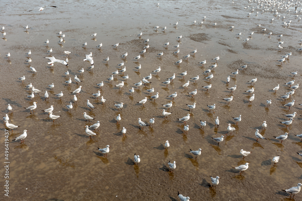 Migratory seagulls flock to the Bang Pu Seaside, Thailand during November and April.
Migratory seagulls flock to the Bang Pu Seaside, Thailand during November and April.