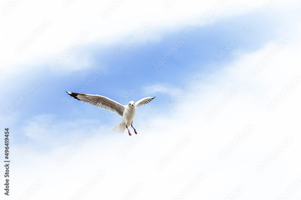 Fototapeta premium Migratory seagulls flock to the Bang Pu Seaside, Thailand during November and April. 