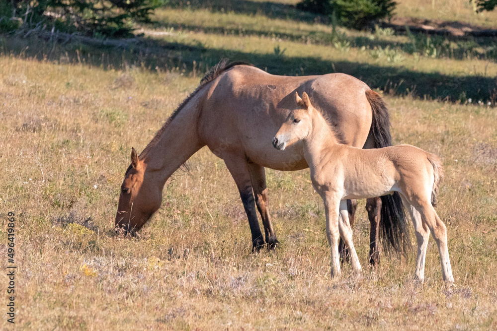Dun mare with her baby colt foal in the Pryor Mountains in Montana United States Dun mare with her baby colt foal in the Pryor Mountains in Montana United States