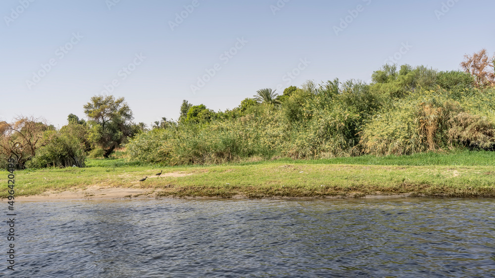 Lush bushes grow on the riverbank. Black ibis birds walk on the grass. Azure clear sky, blue water. Egypt. Nile Lush bushes grow on the riverbank. Black ibis birds walk on the grass. Azure clear sky, blue water. Egypt. Nile