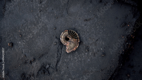 Photos Ammonite ancient fossil