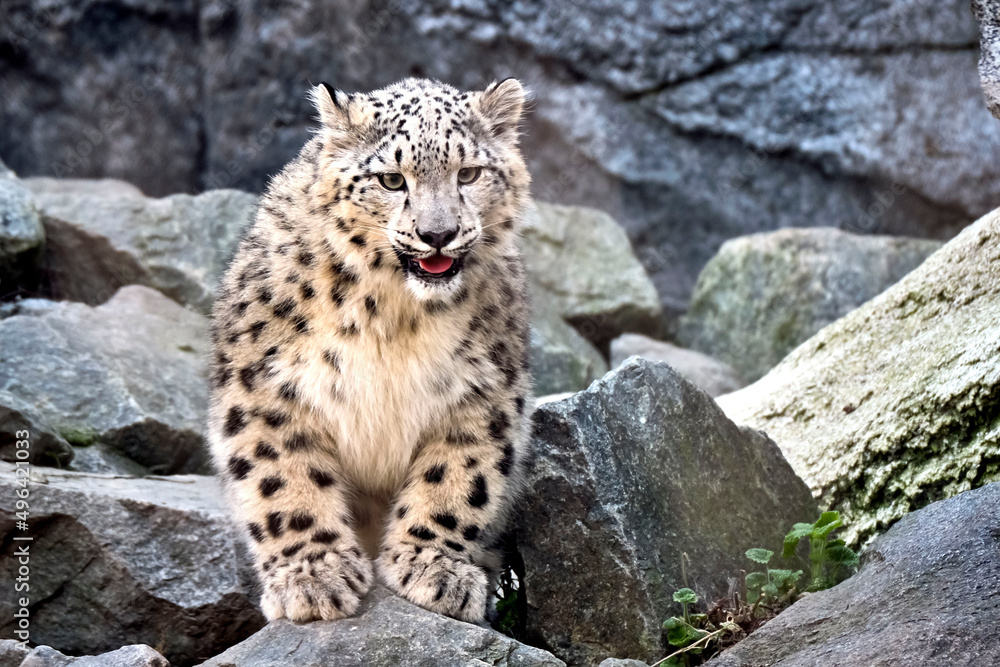 Fototapeta premium Schneeleopard ( Panthera uncia ).
