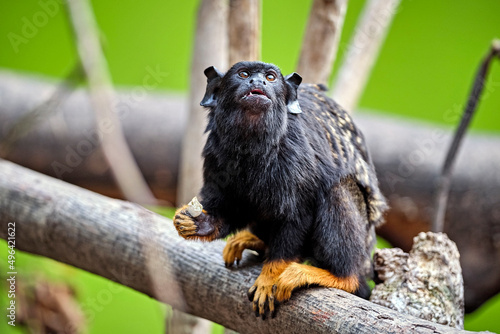 Rothandtamarin ( Saguinus midas ). photo