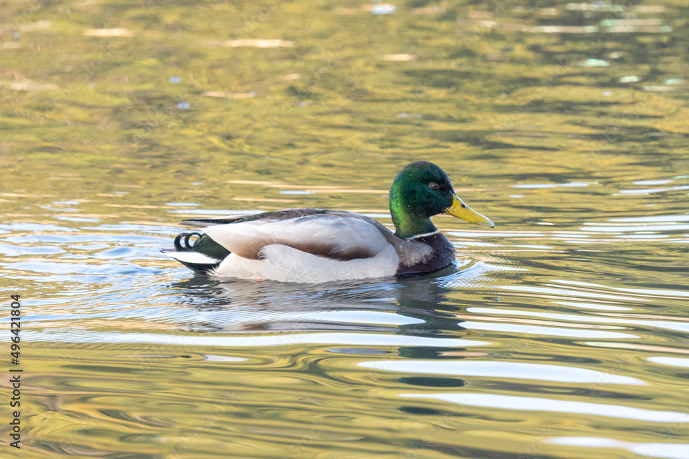 Obraz premium duck on the lake