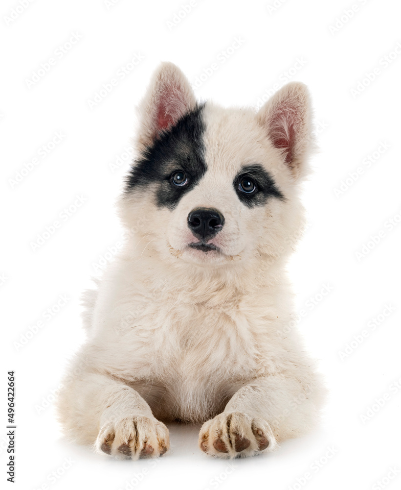 Fototapeta premium young Yakutian Laika