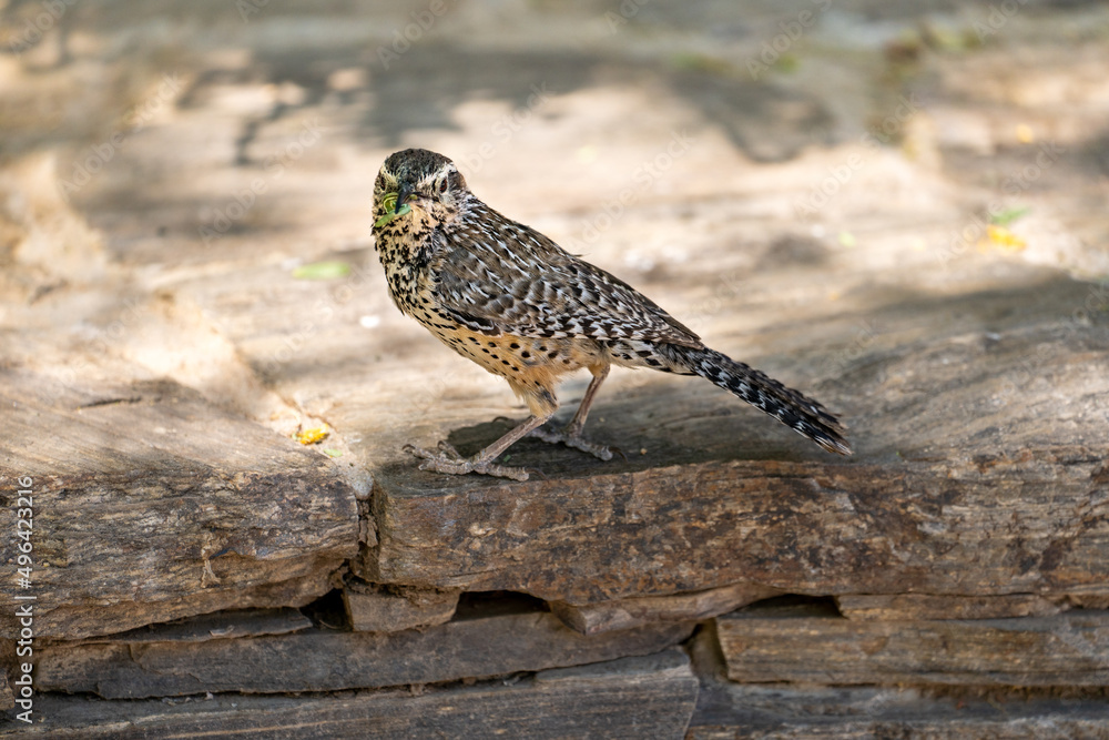 Cactus Wren eating a caterpillar Cactus Wren eating a caterpillar