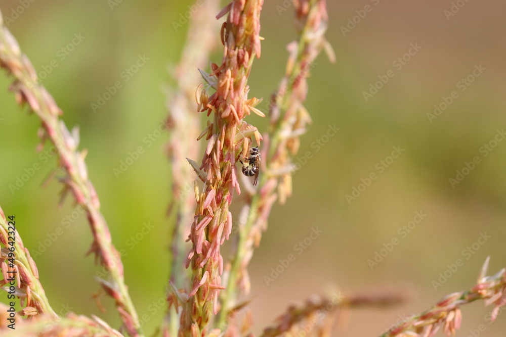 a honey bee collecting pollen from flowers a honey bee collecting pollen from flowers