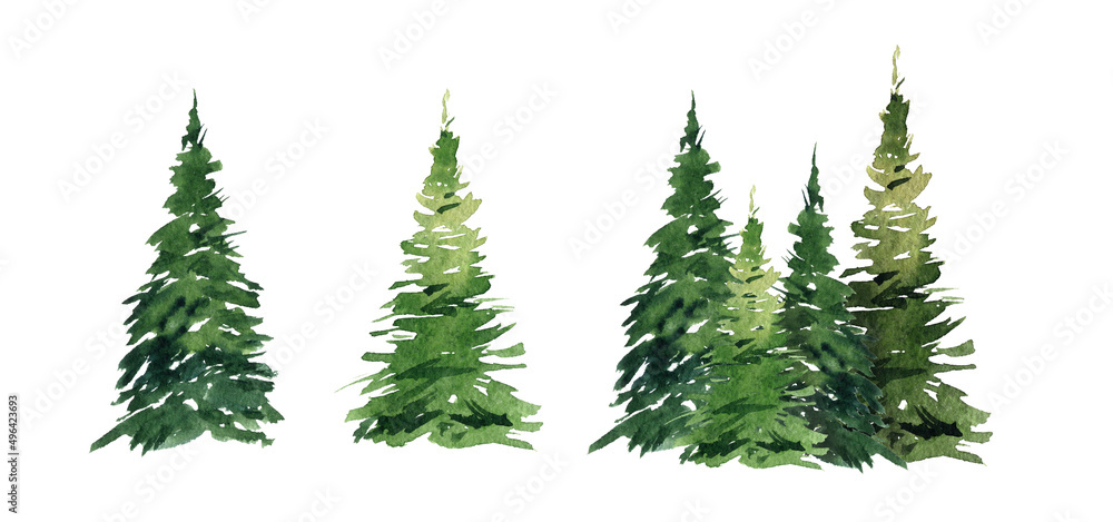 Watercolor image of trees on a white background, pine plant, forest, garden illustration Watercolor image of trees on a white background, pine plant, forest, garden illustration