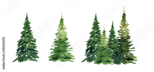 Watercolor image of trees on a white background  pine plant  forest  garden illustration