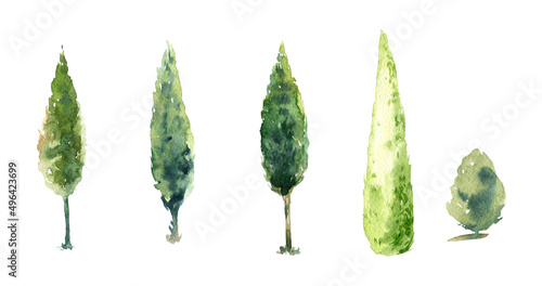 Watercolor image of trees on a white background, pine plant, forest, garden illustration