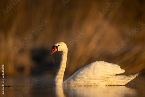 Fototapeta Naklejka Na Ścianę i Meble -  Mute swan in morning light ( Cygnus olor )