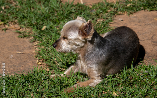 A Yorkshire terrier suns itself in the morning sun photo