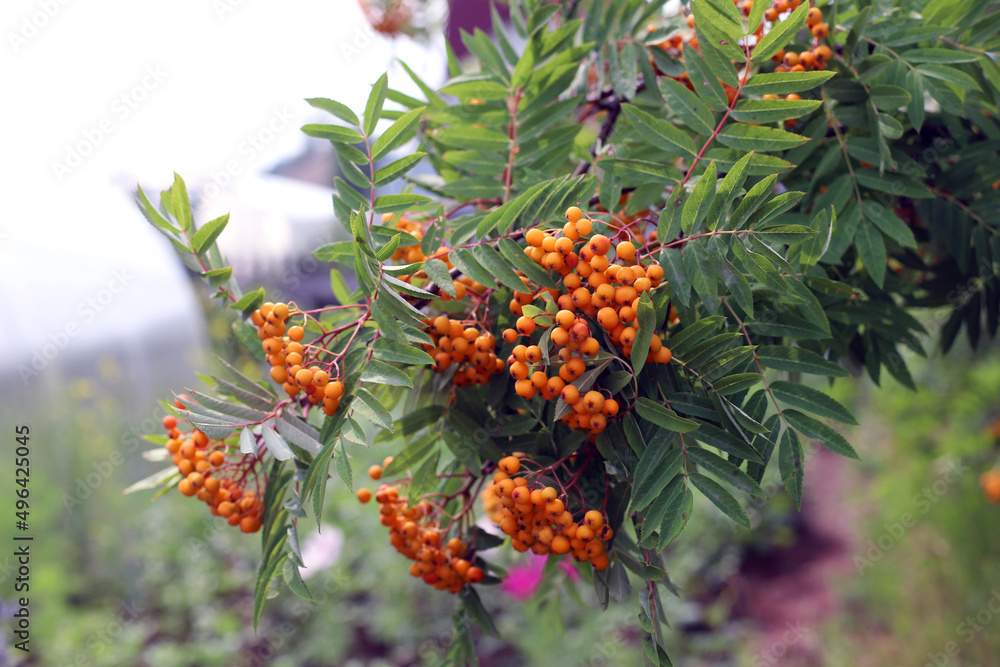 a branch with a rowan tree. autumn harvest. a branch with a rowan tree. autumn harvest.