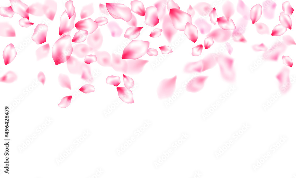 Pink cherry blossom petals isolated Pink cherry blossom petals isolated