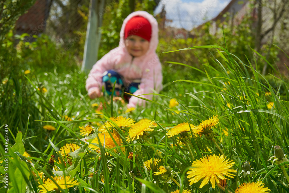 dandelion flowers and blurred girl,little girl blurred focus collects flowers in the spring grass dandelion flowers and blurred girl,little girl blurred focus collects flowers in the spring grass