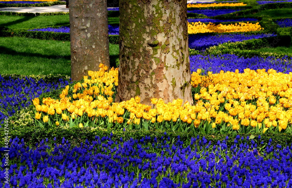 Obraz premium Bright yellow tulips with blue flowers in the foreground in full bloom in Gülhane Park during the Spring Tulip Festival in Istanbul, Turkey