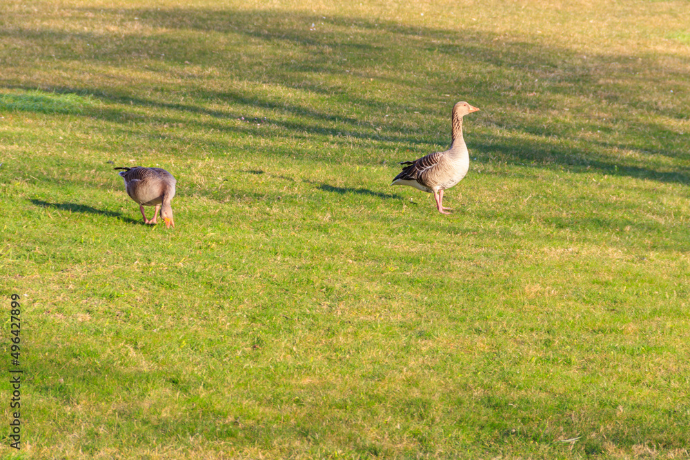 Greylag geese (Anser anser) on the green grass