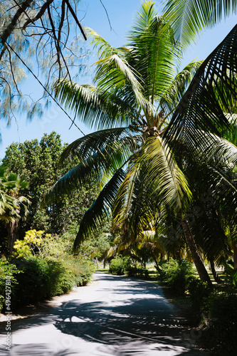 Road through the jungle on Seychelles La Digue island