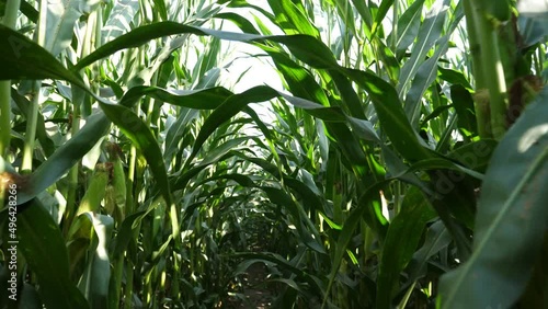 run throug a cornfield (maize) photo