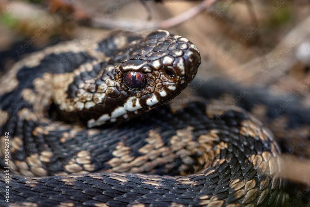 Common European adder Vipera berus m- male viper resting in old grass Common European adder Vipera berus m- male viper resting in old grass